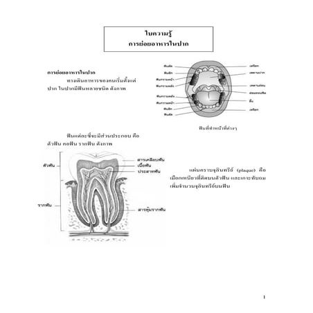 Microsoft word   ใบความรู้การย่อยอาหารของคน