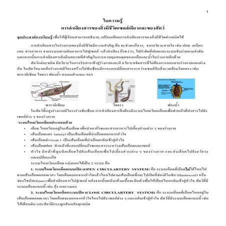 Microsoft word   ใบความรู้ระบบลำเลียงสารของสัตว์