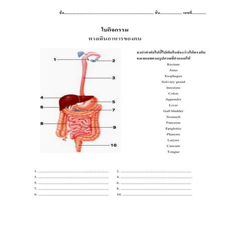 Microsoft word   ใบกิจกรรมทางเดินอาหารของคน
