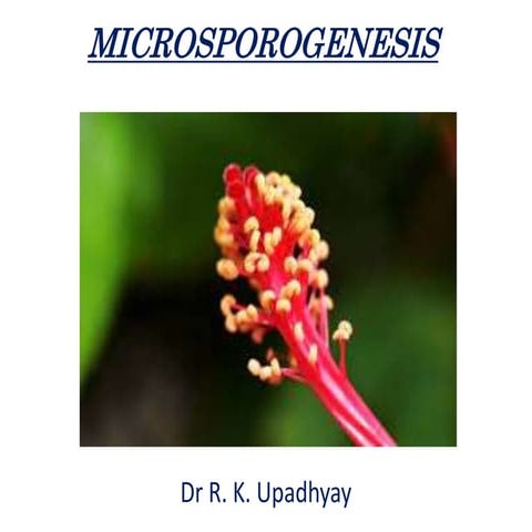 MICROSPOROGENESIS PPT rku.ppt with audio