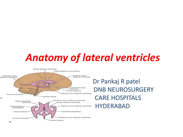 Microsurgical anatomy of lateral ventricles