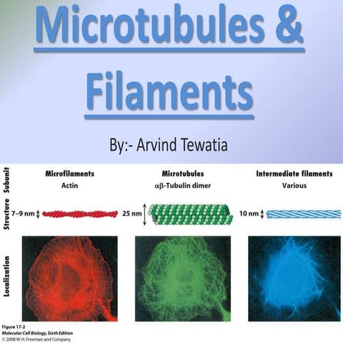 Microtubules &amp; filaments.pptx 2