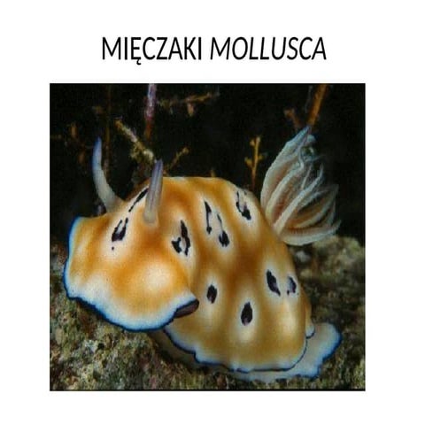Comprehensive Overview of Mollusca: Classification, Species, and ...
