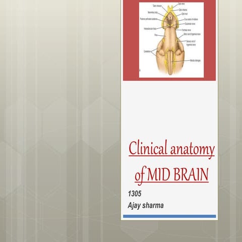 clinical anatomy of mid brain