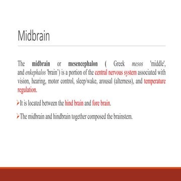 Midbrain