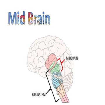Mid brain