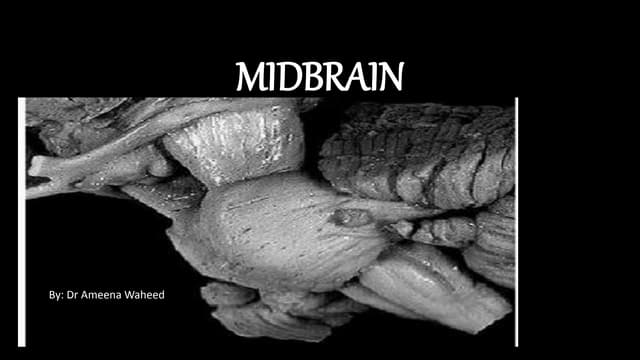 MIDBRAIN basic anatomy and applied aspects. | PPT