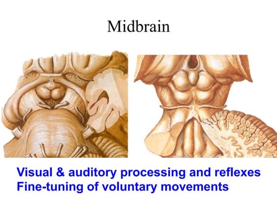 Mid Brain | PDF