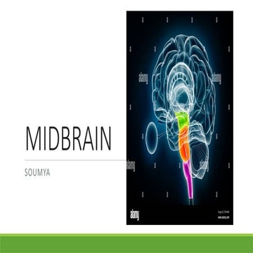 Comprehensive Overview of Midbrain Anatomy, Functions, and Clinical ...