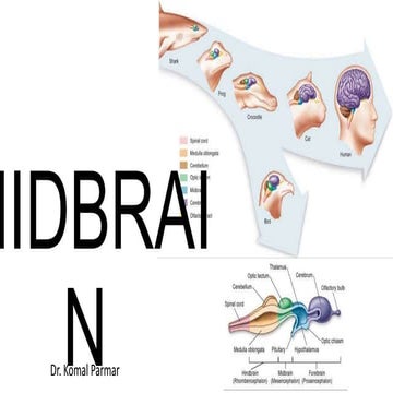 Mid brain 2