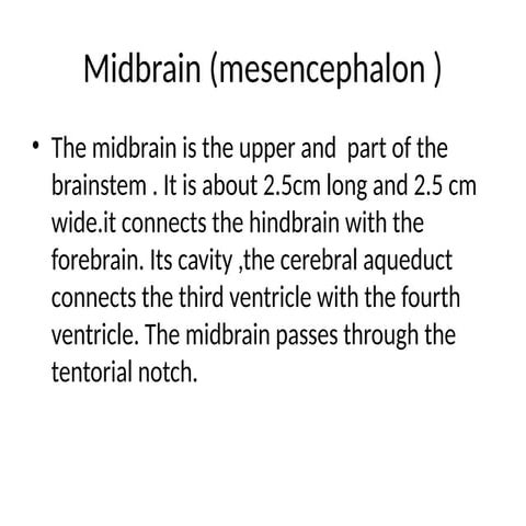 Midbrain (mesencephalon ).anatomy basicspptx