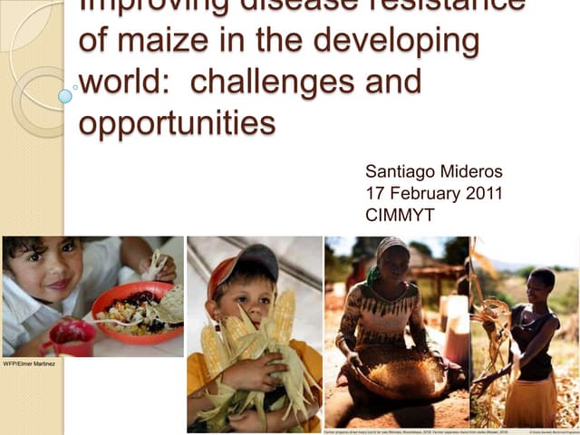 Improving Disease Resistance of Maize in the Developing World