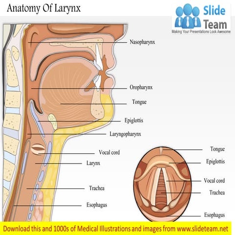Mid sagital and laryngoscopic view of larynx medical images for power point