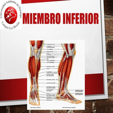 Anatomia de Miembro inferior