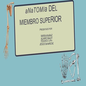 Miembros Superiores y sus partes anatomia.pptx