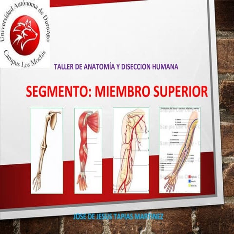 Anatomia de Miembro superior