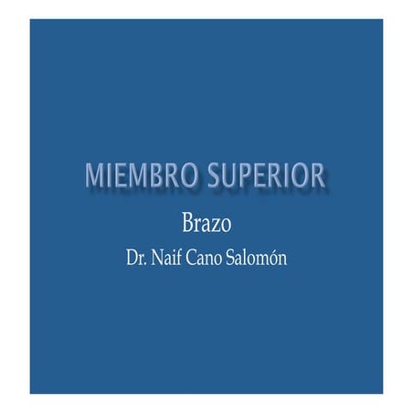 Miembro superior brazo