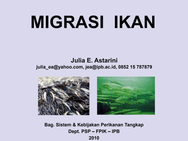 Memahami Pola Migrasi dan Perilaku Unik Ikan Koi