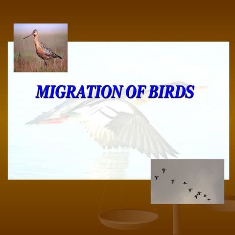 migration birds TPC11111111231111111.ppt