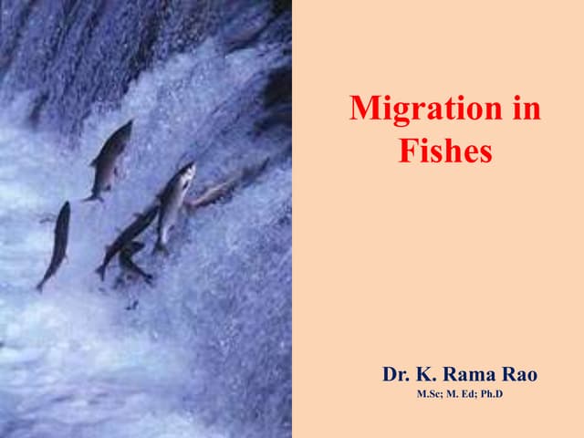 Migration in fishes