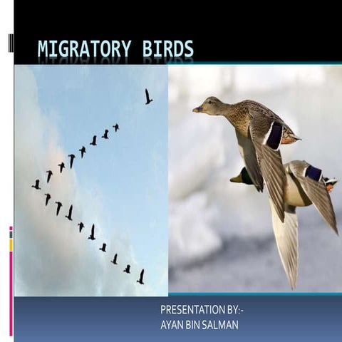Migratory birds (1)