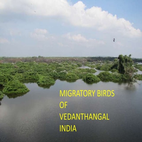 Migratory birds of vedanthangal, india.