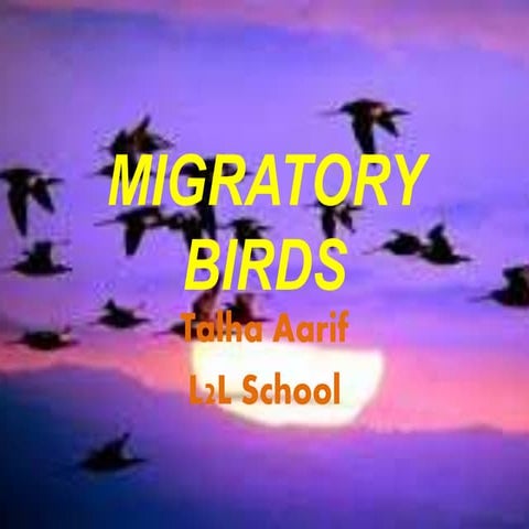 Migratory birds talha (1)