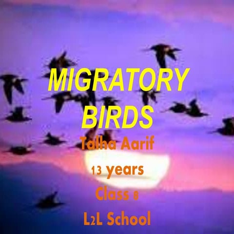 Migratory birds talha (1)