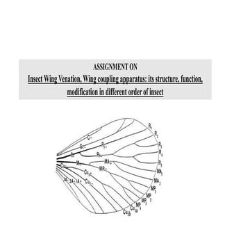  Insect Wing Venation, Wing coupling apparatus: its structure, function, modi...