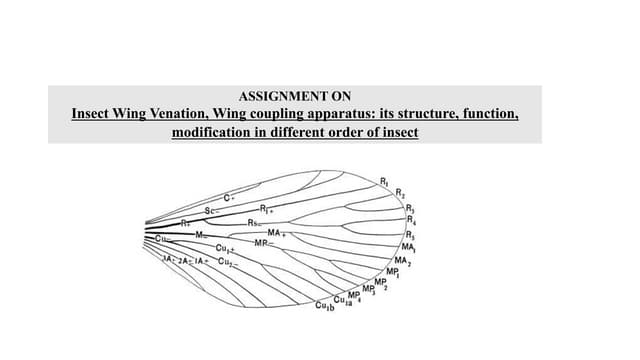 Types of insect wings | PPTX