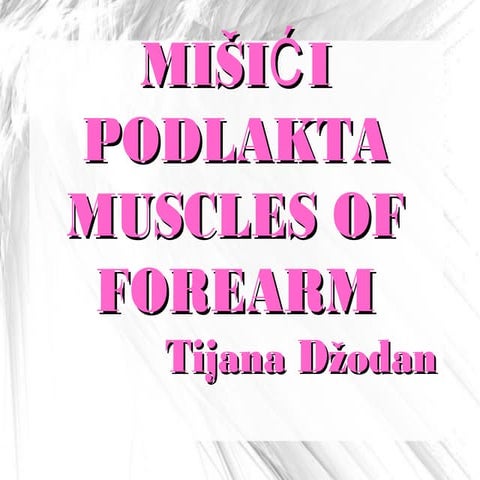 Mišići podlakta / Muscles of forearm 