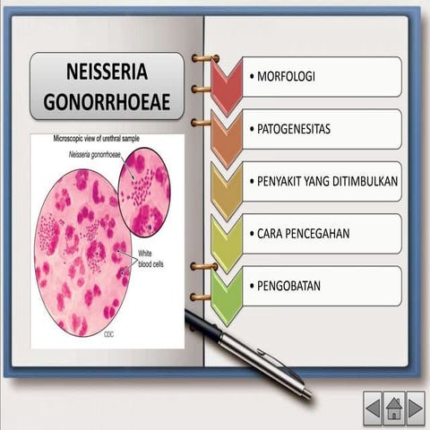 NEISSERIA GOORRHOEAE ppt