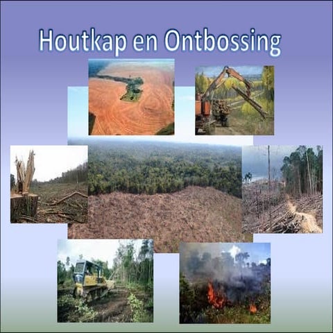 milieu-houtkap-en-ontbossing-ppt
