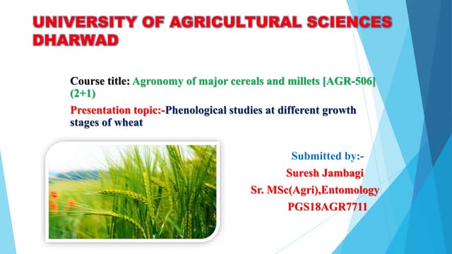 growth stages of wheat