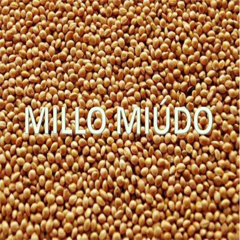 Millo miudo
