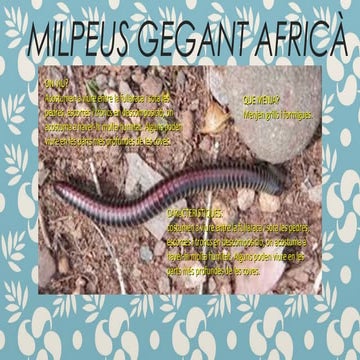 Milpeus gegan africà | ODP