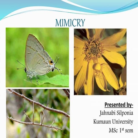 Mimicry (Evolutionary Biology)