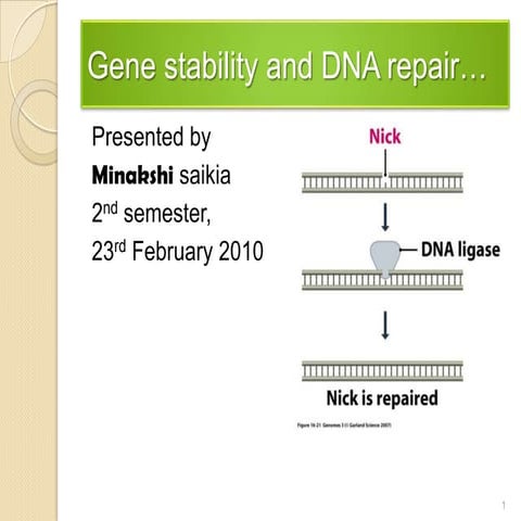 Gene stability and DNA repair