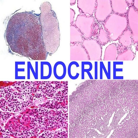 Minarcik robbins 2013_ch24-endocrine | PPT