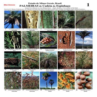 Minas gerais  - cadeia espinhaco pa...