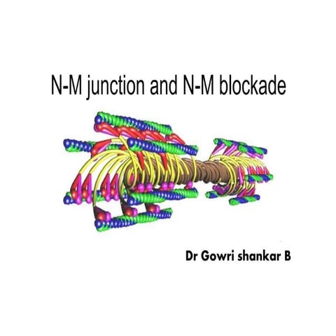 neuromuscular junction physiology