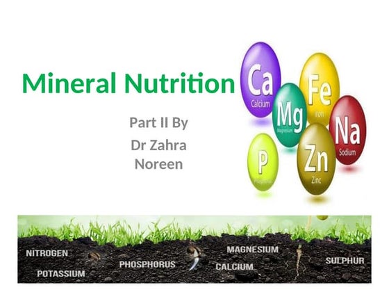 Nutrient Movement in Soils- Nutrient Absorption By Plants Mechanistic ...