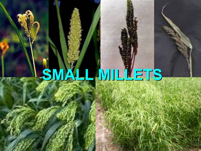 Minor millets
