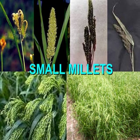 Minor millets