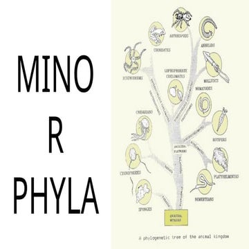 Brief introduction to Minor phyla animals.pptx