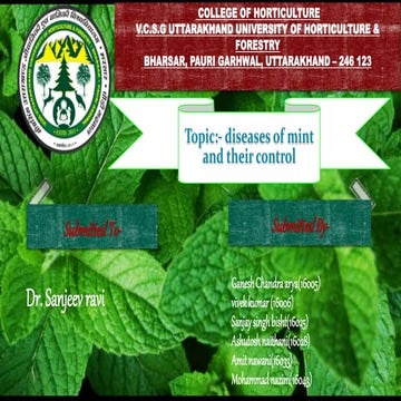 DISEASE OF MINT