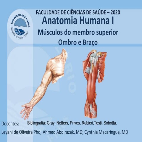 Tabela de músculos dos membros superiores | PDF