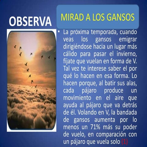 mirad los gansos | DOC