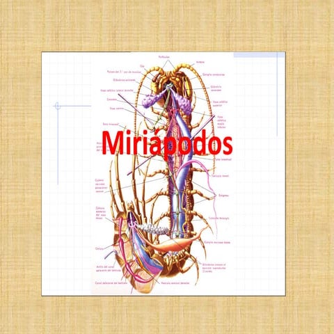 Miriapodos
