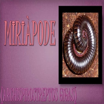 Miriàpode